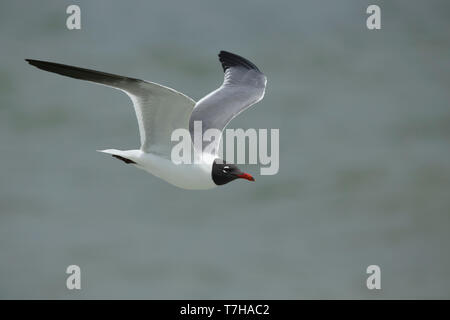 Adulto di ridere gabbiano (Larus atricilla) negli allevamenti di piumaggio in Galveston County, Texas, Stati Uniti d'America. In volo. Foto Stock