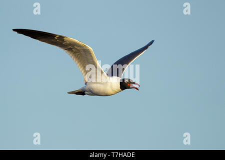 Adulto di ridere gabbiano (Larus atricilla) negli allevamenti di piumaggio in Galveston County, Texas, Stati Uniti d'America. In volo. Foto Stock