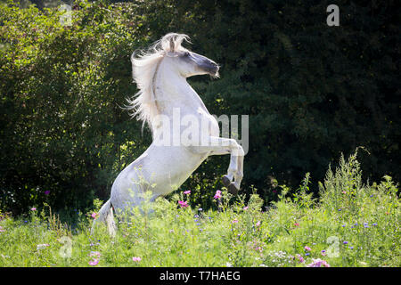 Alter Real. Stallone grigio Hexeno allevamento su un prato fiorito. Germania Foto Stock