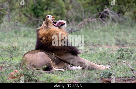 Maschio adulto Lion (Panthera Leo) riposo nel Parco Nazionale di Kruger in Sud Africa. Sbadigliare e mostrando grandi zanne. Foto Stock