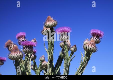 Basso angolo di visione (Close up) di fico d'india rosa Cardo, (Silybum Marianum) contro il cielo blu in Sierra Nevada Andalusia (Andalucia), Spagna Foto Stock