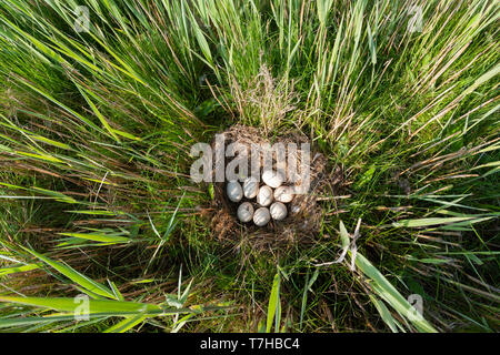 Nido di germano reale (Anas platyrhynchos) nascosta tra erba alta e reed con otto bianco fresco Uova al Wagenjot sull'Isola di Wadden Texel in la Foto Stock