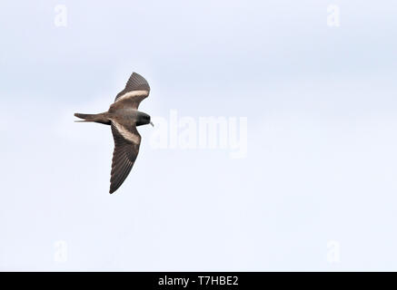 Markham's storm petrel (Oceanodroma markhami) in volo sopra la corrente di Humboldt nell'oceano Pacifico fuori dal Perù. Foto Stock