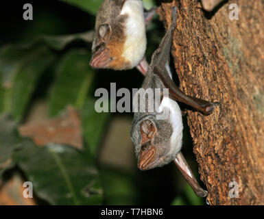 Tomba di Maurizio bat (Taphozous mauritianus) poggiante su un albero in Africa. Foto Stock