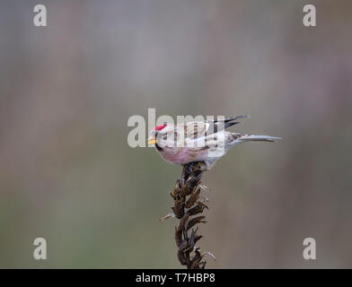 Maschio adulto farinoso Redpoll (Carduelis flammea) alimentazione su erbe nei Paesi Bassi durante il tardo autunno. Foto Stock