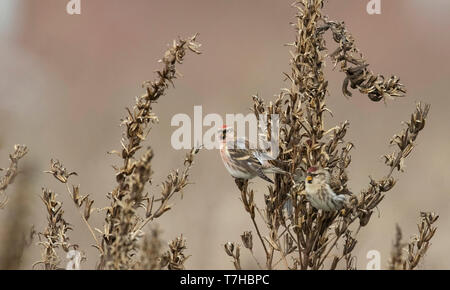 Maschio Redpoll farinose (Carduelis flammea) alimentazione su erbe nei Paesi Bassi Foto Stock