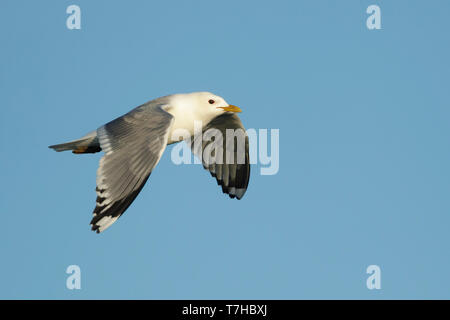 Adulto Mew Gull (Larus canus brachyrhynchus) in estate piumaggio off Seward Peninsula, Alaska, Stati Uniti d'America. Foto Stock