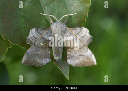 Il PIOPPO hawk moth (Laothoe populi) una falena adulta sul pioppo (Popuus) foglie, Devon, può Foto Stock