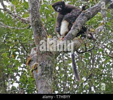 In pericolo di estinzione del Milne-Edwards sifaka (Propithecus edwardsi), o Milne-Edwards's simpona, è un grande arborea, diurno lemure endemico coasta orientale Foto Stock