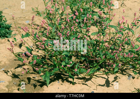 Redshank, Persicaria mnaculosa, fioritura, a prostrarsi seminativi annuali di alghe e piante invasive, Settembre Foto Stock