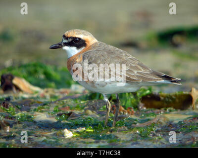 Il mongolo Plover (Charadrius mongolus) a fare Heuksan isola, Corea del Sud, nel corso della primavera di migrazione lungo la East Asian Flyway. Foto Stock