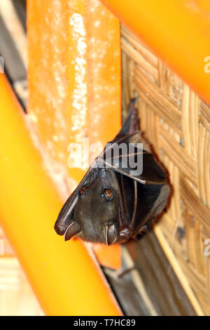 Breve indonesiano-frutta dal naso a bat (Cynopterus titthaecheilus) appesa in un rifugio per turisti su Java, Indonesia. È endemico in Indonesia e ha 3 subspec Foto Stock