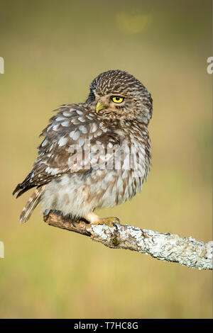 Civetta Athene noctua Foto Stock