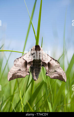 Smerinthus ocellata - Eyed Hawk-Moth - Abendpfauenauge, la Baviera (Germania), imago Foto Stock