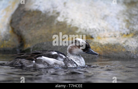 Maschio adulto Smew (Mergellus albellus) in eclipse piumaggio. Nuoto ona lago sulla penisola di Kenai in Alaska, Stati Uniti d'America. Foto Stock