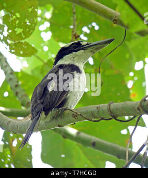 Cupo kingfisher (Todiramphus funebris) arroccato nella tettoia di isola di Halmahera. È endemico isola di Halmahera, nella regione del Nord delle Molucche, Indonesia. Foto Stock