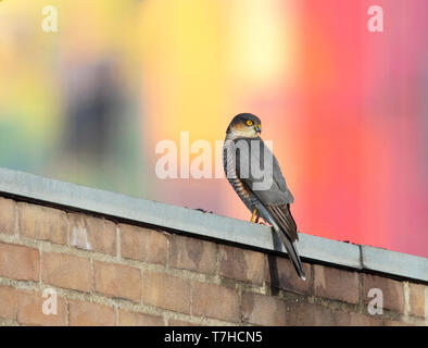 Maschio adulto Eurasian Sparviero (Accipiter nisus) nella parte anteriore del artbuilding L'Arc en Ciel in Deventer, Paesi Bassi. Guardando sopra la spalla. Foto Stock