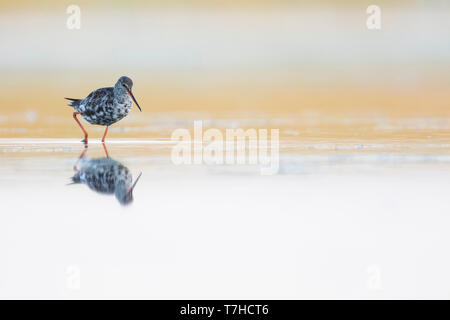 Spotted Redshank, Tringa erythropus, Germania, adulto, moulting in livrea invernale a inizio autunno Foto Stock