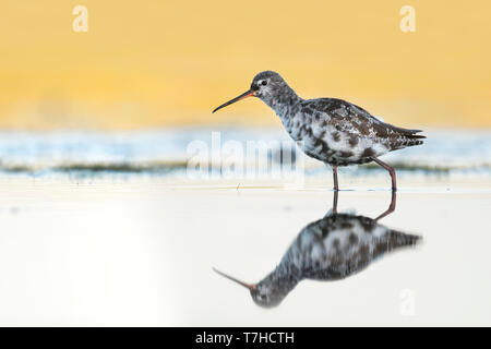 Spotted Redshank, Tringa erythropus, Germania, adulto, moulting in livrea invernale a inizio autunno Foto Stock