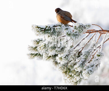 Siberian Jay (Perisoreus infaustus) arroccato su una coperta di neve albero nella taiga forest della Finlandia settentrionale vicino a Kuusamo. Foto Stock