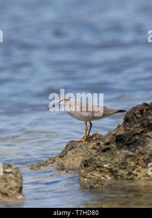 Grigio-tailed Tattler (Tringa brevipes) in piedi su una roccia sul mare a Wakatobi. isola di Sulawesi. Foto Stock