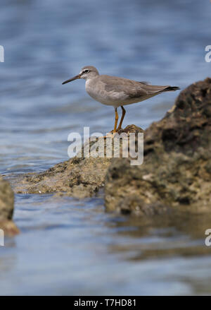 Grigio-tailed Tattler (Tringa brevipes) in piedi su una roccia sul mare a Wakatobi. isola di Sulawesi. Foto Stock