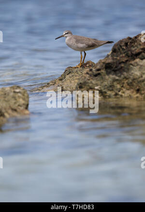 Grigio-tailed Tattler (Tringa brevipes) in piedi su una roccia sul mare a Wakatobi. isola di Sulawesi. Foto Stock