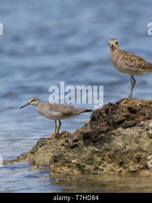 Grigio-tailed Tattler (Tringa brevipes) in piedi su una roccia sul mare a Wakatobi. isola di Sulawesi. Foto Stock