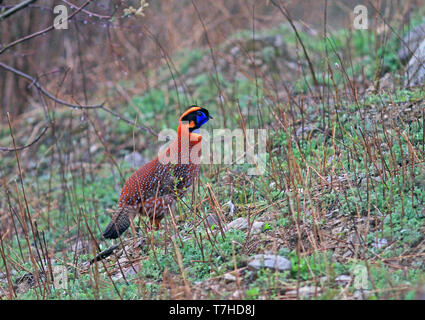 Di Temminck tragopan (Tragopan temminckii) maschio adulto nella foresta Foto Stock