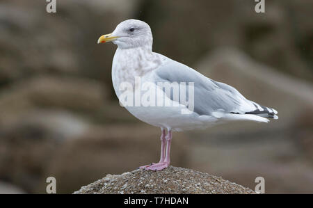 Thayer adulti il gabbiano (Larus thayeri) in inverno del piumaggio in piedi su una roccia a Monterey in California, Stati Uniti. Foto Stock