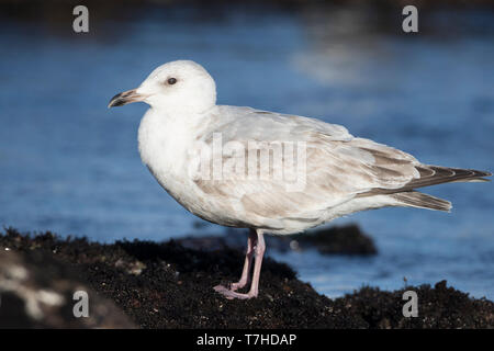 Seconda-inverno Thayer il gabbiano (Larus thayeri) in piedi lungo la costa Californiana. Foto Stock