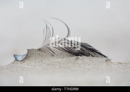 Si lava-up di piume di uccelli, sdraiati sulla spiaggia di Waddenzee Isola di Terschelling nei Paesi Bassi. Vento bruciato e sabbiate. Foto Stock
