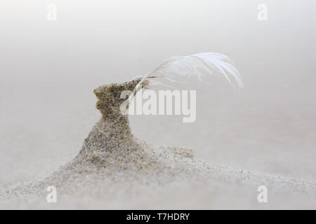 Si lava-up di piume di uccelli, sdraiati sulla spiaggia di Waddenzee Isola di Terschelling nei Paesi Bassi. Vento bruciato e sabbiate. Foto Stock