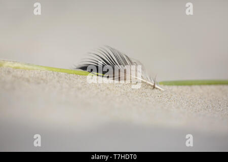 Si lava-up di piume di uccelli, sdraiati sulla spiaggia di Waddenzee Isola di Terschelling nei Paesi Bassi. Vento bruciato e sabbiate. Foto Stock