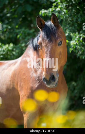 Trakehner. Ritratto di bay castrazione su un pascolo. Svizzera Foto Stock