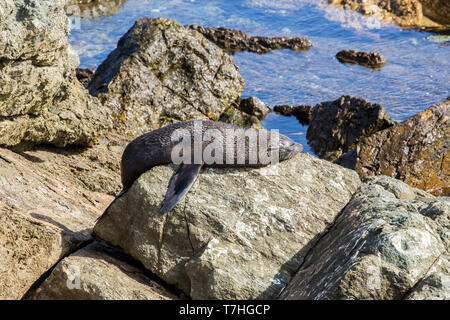 Guadalupe pelliccia sigillo (Arctocephalus townsendi), una specie in via di estinzione a causa della caccia commerciale alla, adagiata sulla riva rilassarsi e socializzare Foto Stock