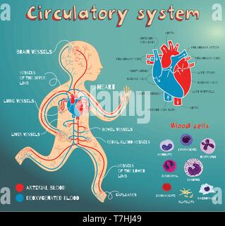 Umano sistema circolatorio per i bambini. Colore del vettore cartoon illustrazione. Umano anatomia cardiovascolare regime. Tipi di cellule del sangue. La struttura di huma Illustrazione Vettoriale