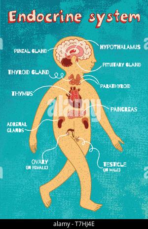 Umano sistema endocrino per bambini. Colore del vettore cartoon illustrazione. Anatomia umana schema. Illustrazione Vettoriale