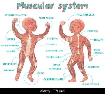 Umano sistema muscolare per i bambini. Colore del vettore cartoon illustrazione. Muscoli umani regime. Illustrazione Vettoriale