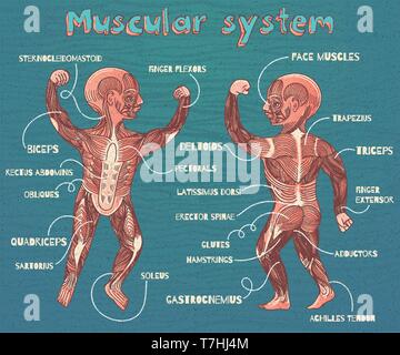 Umano sistema muscolare per i bambini. Colore del vettore cartoon illustrazione. Muscoli umani regime. Illustrazione Vettoriale