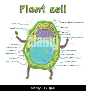 Fumetto illustrazione vettoriale di struttura della cellula vegetale. Illustrazione che mostra la cellula vegetale anatomia Illustrazione Vettoriale