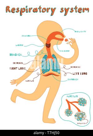 Umano sistema respiratorio per i bambini. Colore del vettore cartoon illustrazione. Anatomia umana Illustrazione Vettoriale