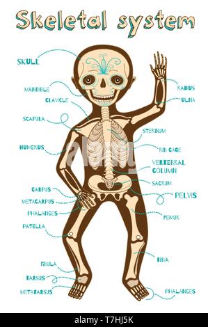 Umano del sistema scheletrico per i bambini. Colore del vettore cartoon illustrazione. Scheletro umano regime. Illustrazione Vettoriale