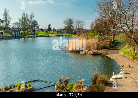 Cigni seduto accanto al lago in barca, Cleethorpes Lincolnshire. Foto Stock