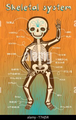 Umano del sistema scheletrico per i bambini. Colore del vettore cartoon illustrazione. Scheletro umano regime. Illustrazione Vettoriale