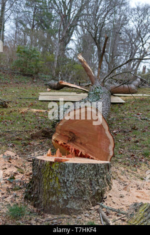 Un vecchio albero ciliegio appena tagliati da una motosega giace lungo il terreno su una giornata invernale e Foto Stock