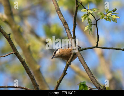 Eurasian picchio muratore, Sitta europaea, appollaiato sul ramo, nella struttura ad albero, Lancashire, Regno Unito Foto Stock