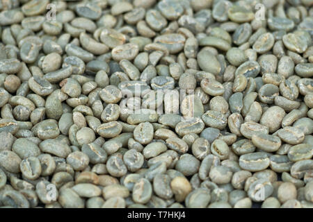 Processo di lavata di materie organiche verde arabica chicchi di caffè dal Etiopia africa pronto per l'arrosto alla qualità del caffè presso la caffetteria, il fuoco selettivo. ag Foto Stock