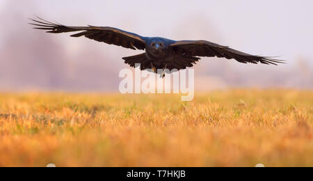 Raven comune di volo in arrivo a bassa su un campo di mattina Foto Stock