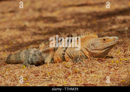 Spinosa-tailed Iguana, Ctenosaura similis, provincia di Guanacaste, Costa Rica, America Centrale Foto Stock